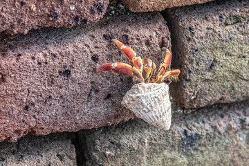 crab on the rock