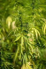 Vertical closeup shot of Cannabis sativa