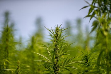 Closeup shot of Cannabis sativa