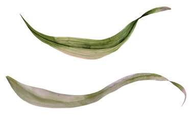 Tropical leaf isolated on white background, watercolor hand painted illustration