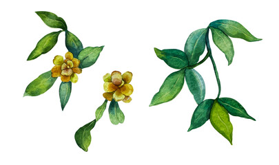 Jasmine flowers and tropical leaf isolated on white background, watercolor hand painted illustration