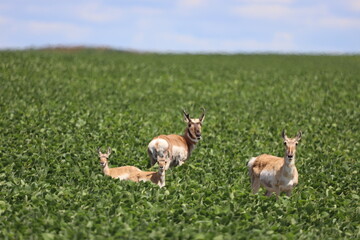 A family of antelope. 