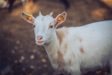 Baby goat portrait in zoo