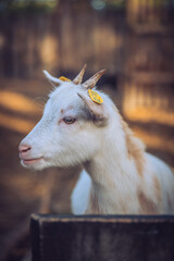 Obraz premium Baby goat portrait in zoo