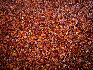 autumn foliage background