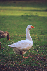 Goose on the grass isolated