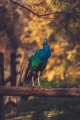 Sierkussen Portrait of a peacock in the park © Milan