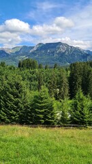 Panorama Berge und Wald