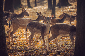 Group of deers in the forest