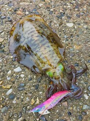 エギングで釣れたアオリイカ