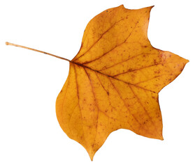 Golden yellow Tulip Poplar leaf autumn fall isolated transparent background