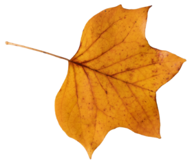 Golden yellow Tulip Poplar leaf autumn fall isolated transparent background