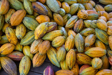 Organic ripe cocoa pod in farm