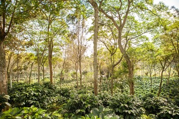 Field of coffee plants and shade trees plantation in Puebla state, Mexico