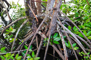 tree in the forest A large-leaved mangrove root that escapes water to receive air. and can greatly reduce coastal erosion.