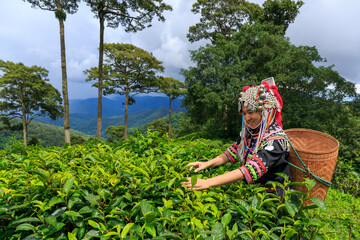 Hill tribe Asian woman in traditional clothes collecting tea leaves with basket in tea plantations...