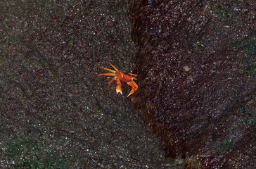 伊豆室岩洞のアカテガニ