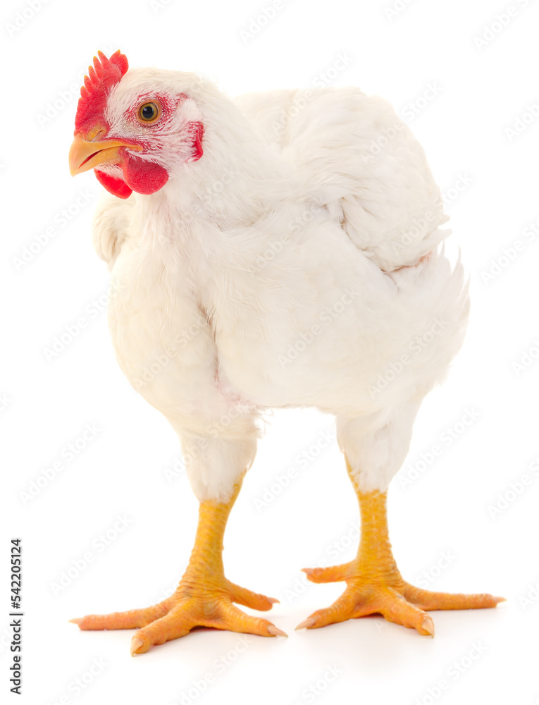 Sticker white hen isolated.