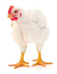 white hen isolated.