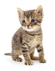 Kitten on white background.