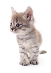 Kitten on white background.