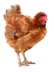 Brown hen isolated.