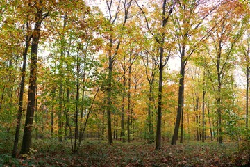 Herbst im Stadtpark mit vielen bunten Farbe