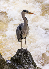 Wild Grey Heron at Betws y Coed, North Wales.