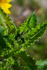 Detail of green bud of Sonchus asper plant with pointed leaves and red ladybird.