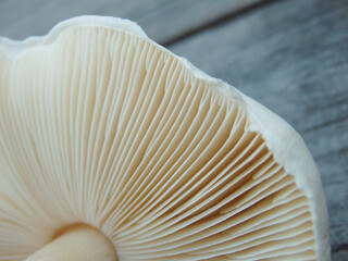 Close up of gills of agaric mushroomю. Lamella of a big mushroom abstract background macro close up