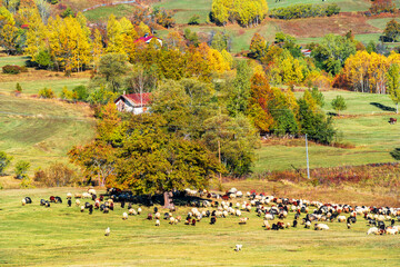 Fototapeta premium Autumn colors in Savsat Town of Turkey
