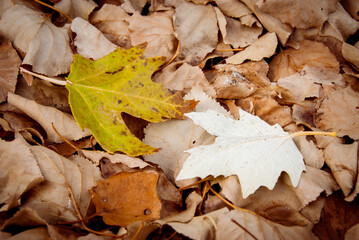 close-up of a beautiful  maple tree leaf  on the ground. Meadow with fall leaves in sunshine. autumn nature background with copy space