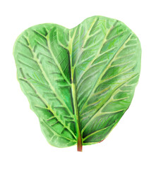 Obraz premium Botanical watercolor illustration of a Kiwifruit leaf