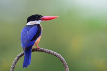 one the most beautiful bird in migration season in Thailand winter, blue bird with black head and large red beaks on curve branch