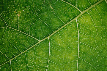 Macro shot of a green leaves with very details texture and narrow depth-of-field