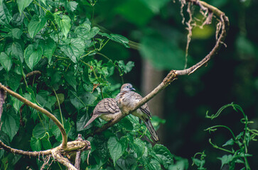 Picture of spotted pigeons looking calm and resting on a tree branch in a forest area