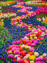 Beautiful tulips in the spring. Variety of spring flowers blooming in beautiful garden. Landscape design - the flower beds of tulips.