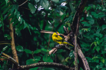 Picture of a black-naped oriole resting on a tree branch and it looks beautiful in its yellow color