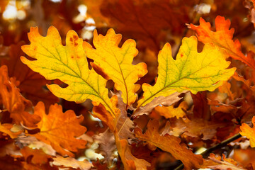 Autumn yellow and orange oak leaves . Background.