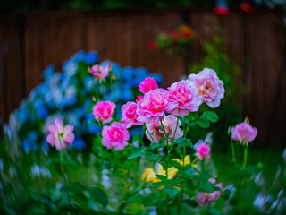 Beautiful flowers of pink roses in green garden in sunny summer day. Summer morning in the backyard.