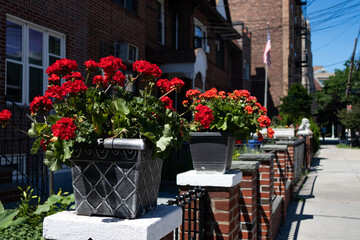 Fototapeta na wymiar Beautiful Red Flowers in Flower Pots along a Neighborhood Sidewalk in Astoria Queens New York during Summer