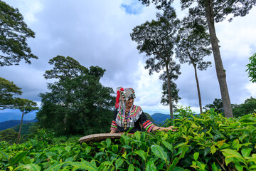 Hill tribe Asian woman in traditional clothes collecting tea leaves with basket in tea plantations terrace, Chiang mai, Thailand collect tea leaves