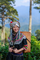 Hill tribe Asian woman in traditional clothes collecting tea leaves with basket in tea plantations terrace, Chiang mai, Thailand collect tea leaves