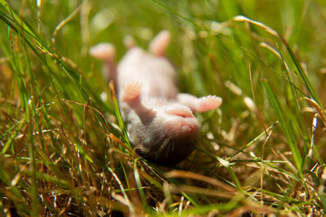 Obraz premium A dead little mouse is lying on the grass. The corpse rodent. A newborn mouse.
