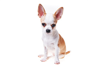 Beautiful and cute white and brown mexican chihuahua dog over isolated background. Studio shoot of purebreed miniature chihuahua puppy.