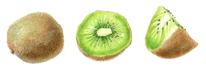 Fototapeta premium Botanical watercolor illustration of kiwifruit. Drawing of a kiwi fruit whole cut in half and a quarter