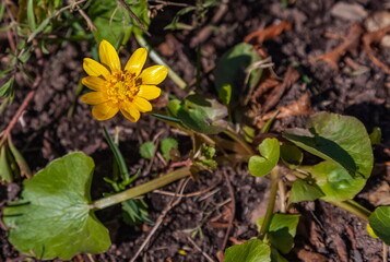 Yellow flower spring Chistyak close-up on the background of the earth and greenery in spring