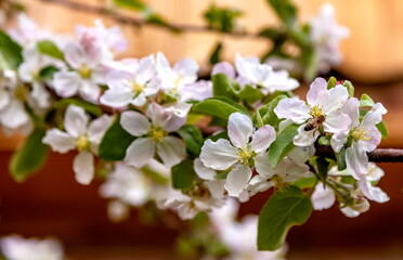 Flowers of the fruit tree Apple tree close-up on the background of greenery in spring