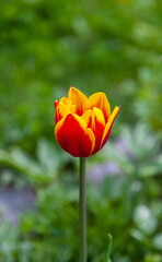 Red poppy flower closeup on green background