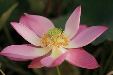 Fototapeta premium Pink lotus flower plants in pond. 